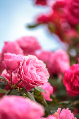 Fototapeta premium バラの花