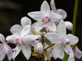 Small Purple Orchid (Spathoglottis paulinae) © Connie Pinson