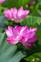 Fototapeta premium 蓮の花 夏のイメージ