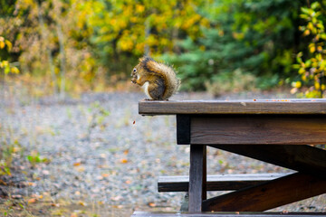 Squirrel working on a nut on a picnic table  