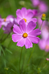 コスモス畑　秋のイメージ