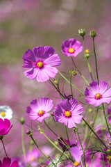 コスモス畑　秋のイメージ