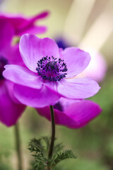 アネモネの花 春のイメージ