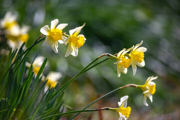 水仙の花　初春イメージ