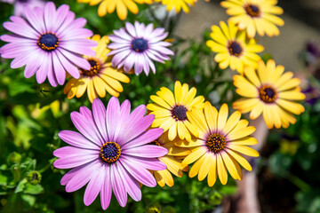 Fototapeta premium デイジーの花
