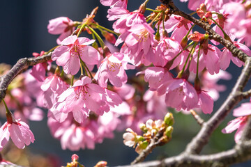 桜の花　春のイメージ