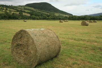 Hay rolls in the field