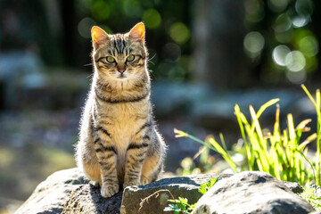 野良猫のポートレート