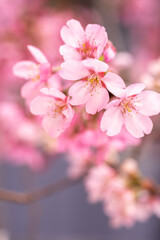 桜の花　春のイメージ