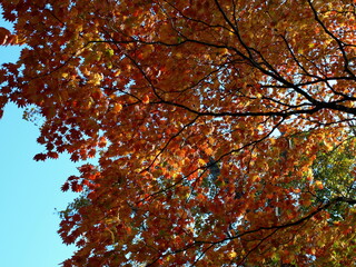 赤く紅葉した木