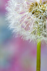 Fototapeta premium タンポポの綿毛と水滴 映り込み