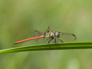 Australasian Slimwing Dragonfly (Lathrecista asiatica festa) - Male