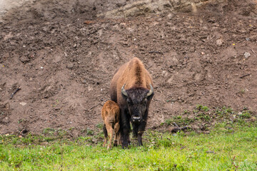 Buffalo with Calf in Norther BC road trip 