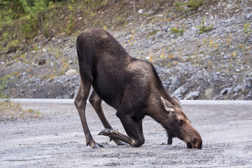 Moose Drinking on the Alaska Highway 
