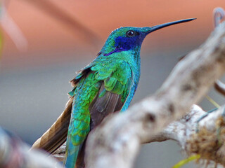 Sparkling Violetear Hummingbird or Colibri coruscans with drops of the rain on the feathers sits on a branch. Ecuador, Cuenca