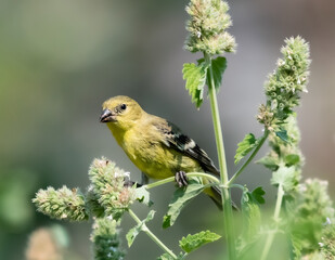 Lesser goldfinch on a branch in Ashland, Oregon