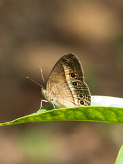 Fototapeta premium Orange Bush-brown Butterfly