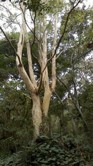 Fototapeta premium tree in the forest