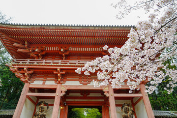 醍醐寺の門と桜