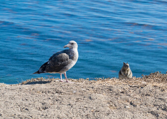 seagull on the beach