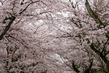 醍醐寺の満開の桜
