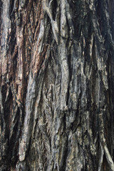 Bark of Lagerstroemia loudoni texture