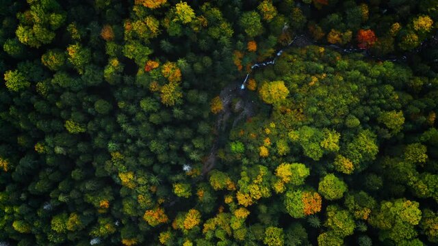 Aerial view of mixed forest in mountains with river and waterfall. Video from drone flying over spruce trees and trees with yellow leaves. Nature background footage, travel background, 4k