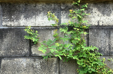 a bunch of vine climbing the wall of the house