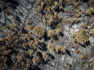 aerial zenithal view of the remains of a forest fire