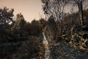 forest trail after a forest fire