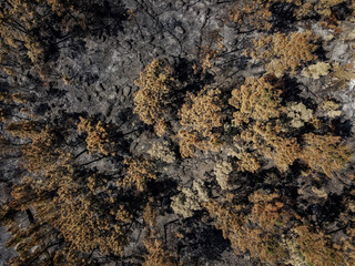 aerial zenithal view of the remains of a forest fire