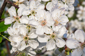Branches of blossoming apricot macro