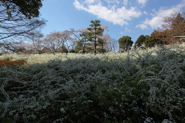 桜とゆきやなぎ