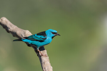 Pássaro saí-azul (Dacnis cayana)