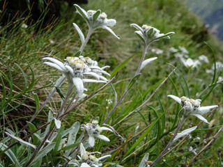 many Edelweiss (leontopodium alpinum) at an alpine meadow at Hohe Tauern national park, Austria