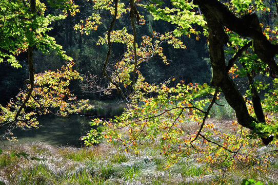 autumn forest with colorful leaves and a little mountain lake Taubensee near Ruhpolding