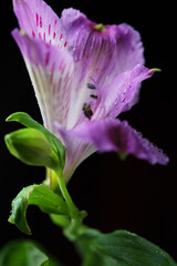 violet flowers alstroemeria