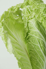 Chinese cabbage