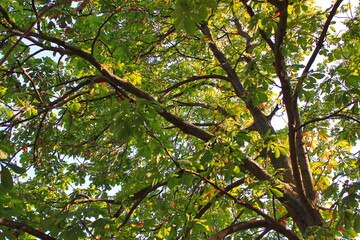 Fototapeta premium green leaves in the sun