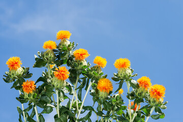 青空の下の紅花の花々