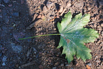 green leaf on the ground