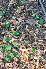 the texture of the ground in the forest