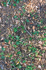 the texture of the ground in the forest