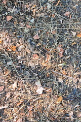 the texture of the ground in the forest