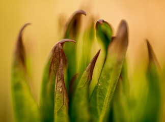 Macro view of a house plant.