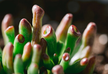 Close up image of a house plant.