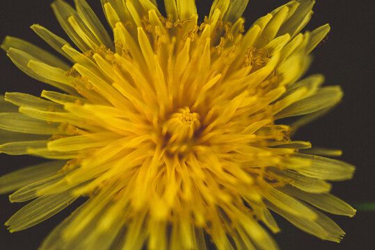 Macro image of a yellow dandelion.