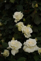 Whit Flower of Rose 'Mme. Sachi' in Full Bloom
