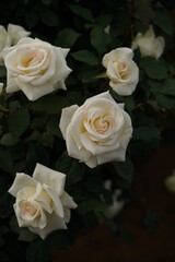 Obraz na płótnie Canvas Whit Flower of Rose 'Mme. Sachi' in Full Bloom 