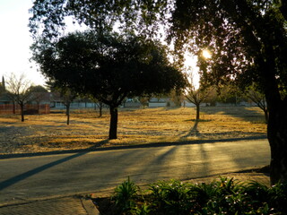 sunset in the park